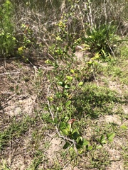 Crataegus spathulata