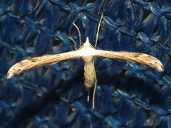 Lioptilodes albistriolatus