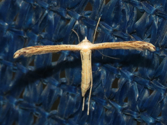Lioptilodes albistriolatus