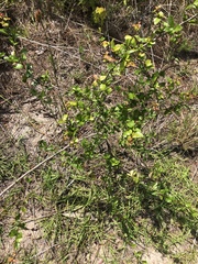 Crataegus spathulata