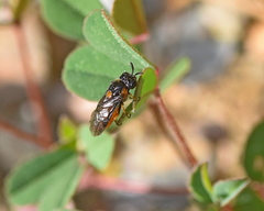 Aprosthema peletieri