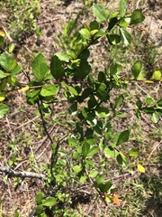 Crataegus spathulata