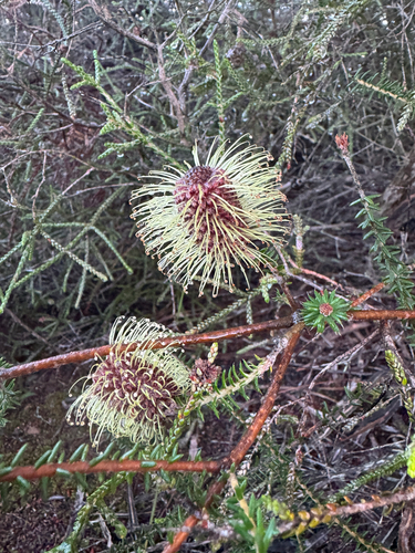 Banksia meisneri, photograph 2