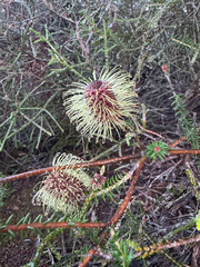 Banksia meisneri, photograph (c) Tyler Anthony, some rights reserved (CC BY)