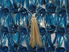 Coleophora klimeschiella