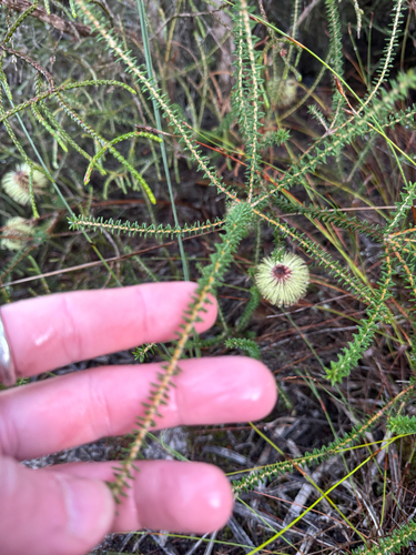 Banksia meisneri, photograph 3