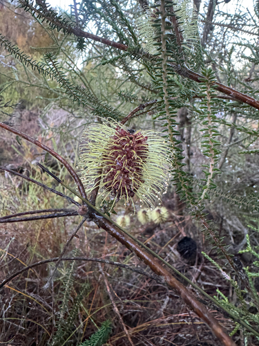 Banksia meisneri