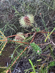 Banksia meisneri, photograph (c) Tyler Anthony, some rights reserved (CC BY)