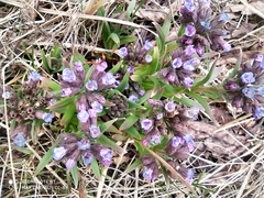 Pulmonaria angustifolia