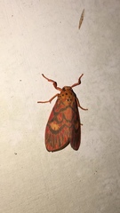 Ammatho cuneonotatus