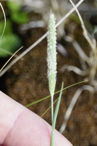 Alopecurus carolinianus observed 2026-06-16