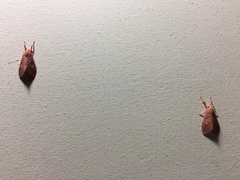 Ammatho cuneonotatus