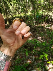 Diadophis punctatus stictogenys