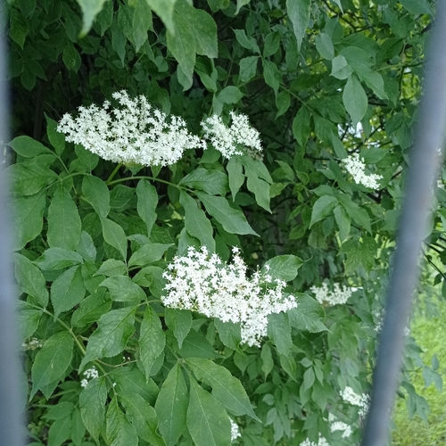 European black elderberry