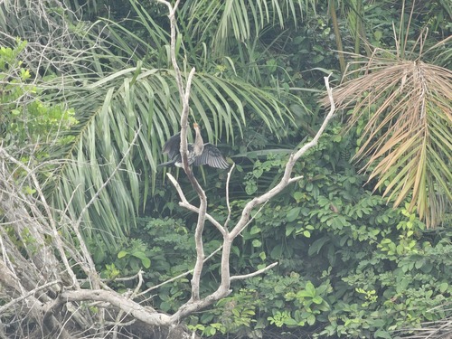 Reed Cormorant