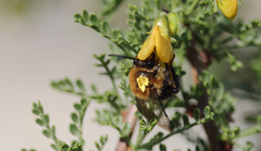 Cadeguala occidentalis