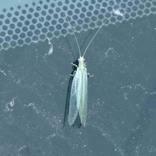 Peyerimhoffina gracilis