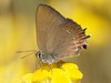 Satyrid Hairstreaks - Photo (c) Ferran Turmo Gort, some rights reserved (CC BY-NC-SA)