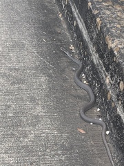 Coluber constrictor latrunculus