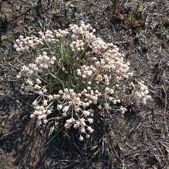 Asclepias senecionifolia