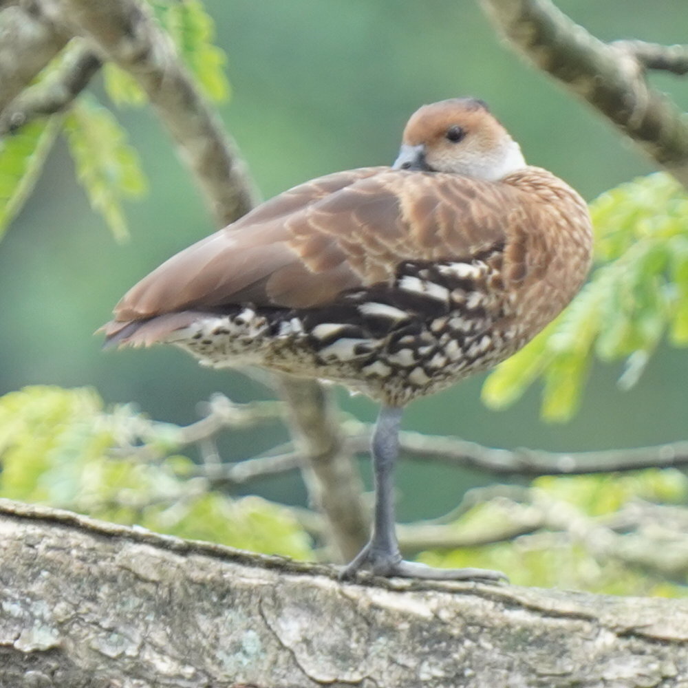 West Indian Whistling Duck (Dendrocygna arborea), photo 6