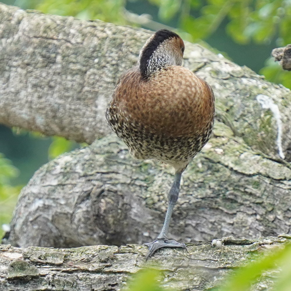 West Indian Whistling Duck (Dendrocygna arborea), photo 7