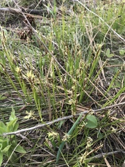 Carex geyeri