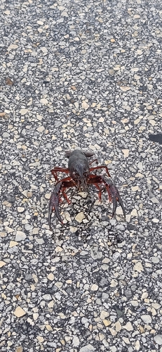 Red Swamp Crayfish