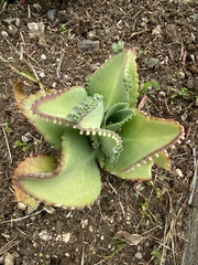 Kalanchoe laetivirens
