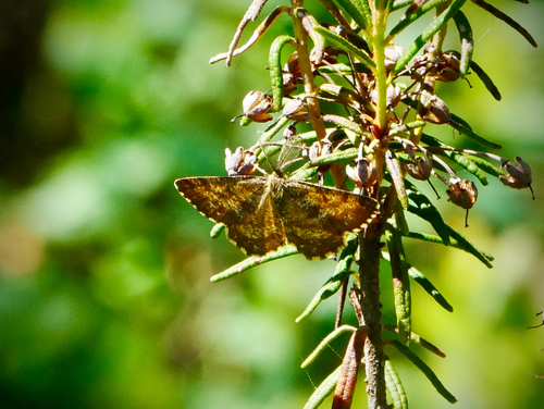 Common Heath