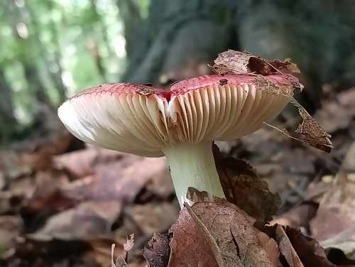 Gołąbek
