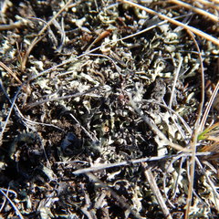 Xanthoparmelia chlorochroa