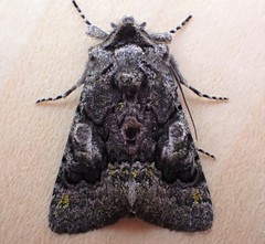 Behrensia conchiformis