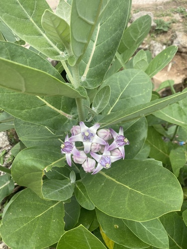 crown flower