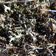 Xanthoparmelia chlorochroa