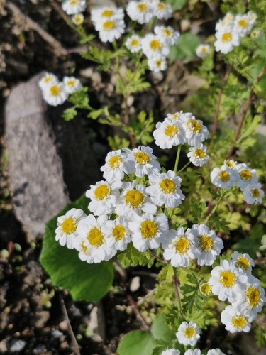 Наблюдение на iNaturalist