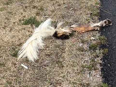 Mephitis mephitis nigra