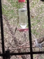 Amazilia yucatanensis