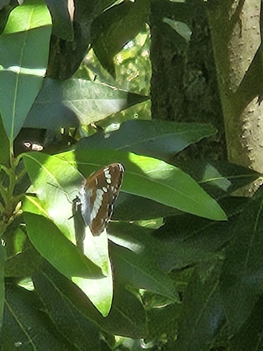 Eurasian White Admiral