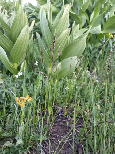 Melica bulbosa observed 2026-06-16