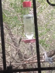 Amazilia yucatanensis