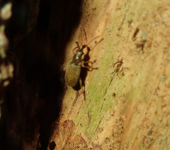 Cimberis attelaboides