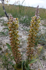 Lachenalia variegata