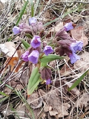 Pulmonaria angustifolia
