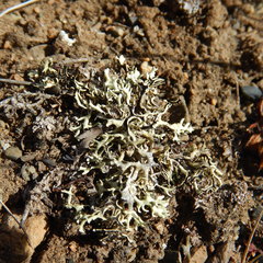 Xanthoparmelia chlorochroa