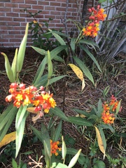 Asclepias curassavica image