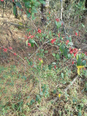 Cestrum fasciculatum