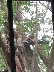 Melanerpes aurifrons