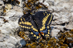 Papilio brevicauda