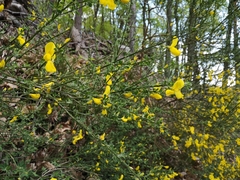 Cytisus scoparius